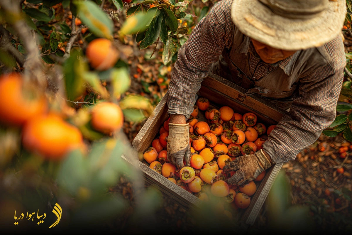 fruit-export-to-dubai