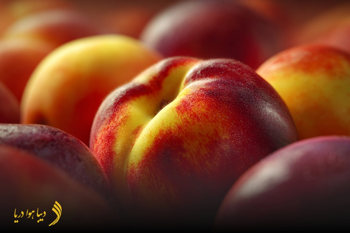 حمل میوه با کانتینر