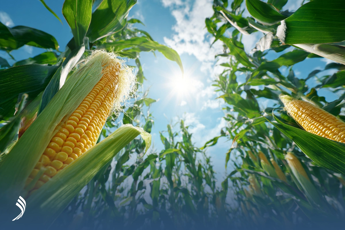 قوانین واردات ذرت به ایران